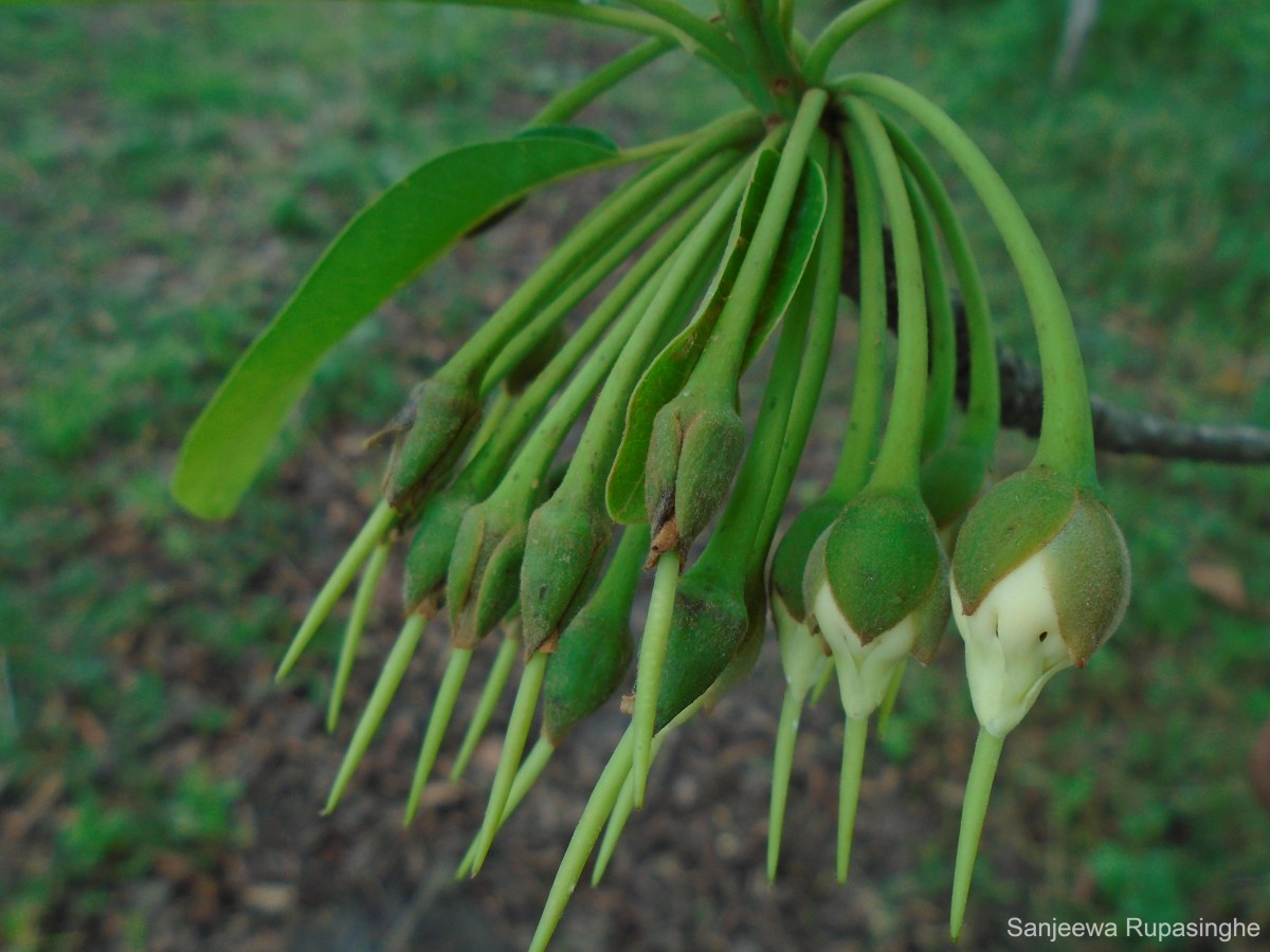 Madhuca longifolia (J.Koenig ex L.) J.F.Macbr.